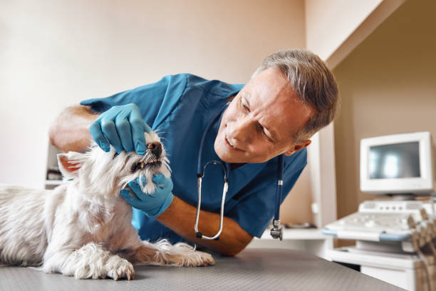Best Tooth Infection Emergency Dentist  in Laurel, MS